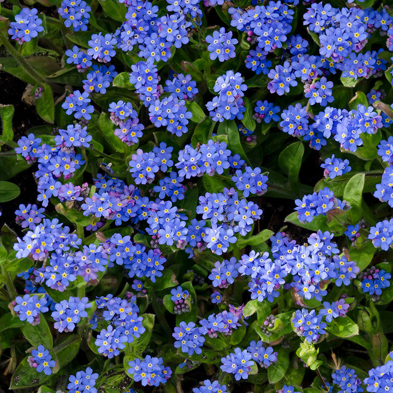 Myosotis 'Indigo Blue' - Alpine Forget-Me-Not Seeds