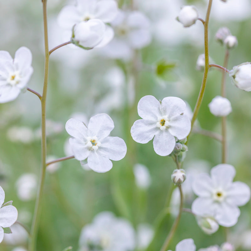 Forget Me Not Seeds - White