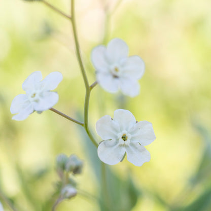 Omphalodes linifolia 'Little Snow White' Seeds