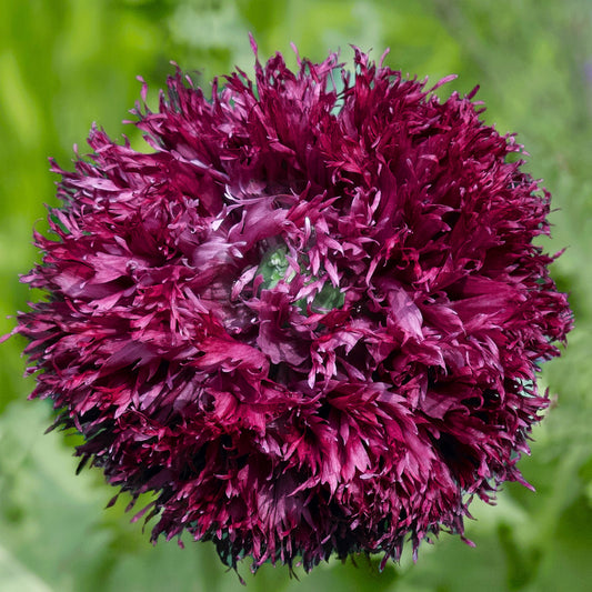 Papaver somniferum 'Black Swan' Seeds