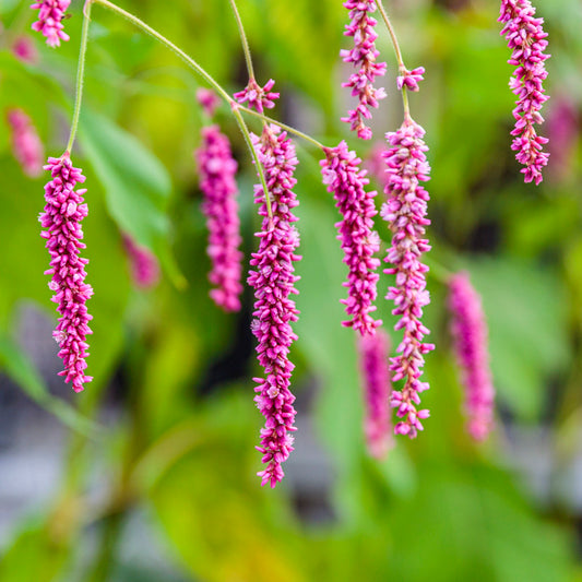 Persicaria orientalis 'Cerise Pearls' Seeds