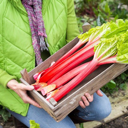 Rhubarb 'Champagne' Seeds