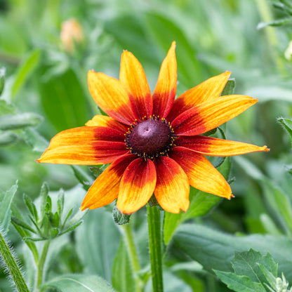 Rudbeckia hirta 'Autumn Forest' Seeds