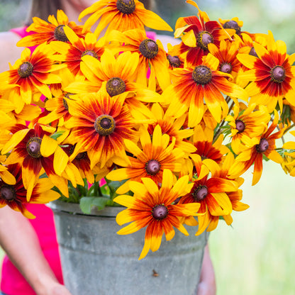 Rudbeckia hirta 'Autumn Forest' Seeds