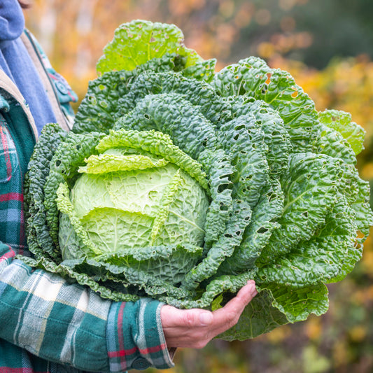 Savoy Cabbage 'Vertus' Seeds