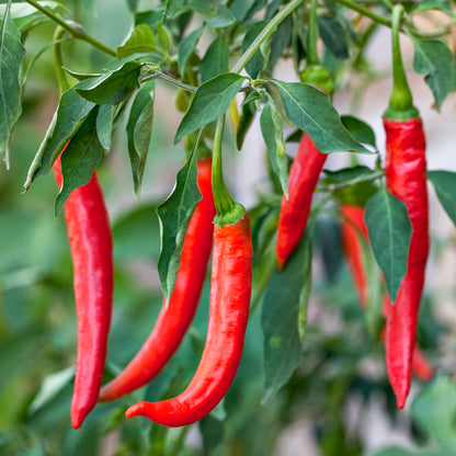 Chilli 'De Cayenne' Seeds