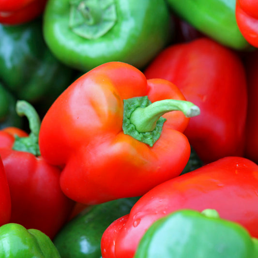 Sweet Pepper 'Californian Wonder' Seeds