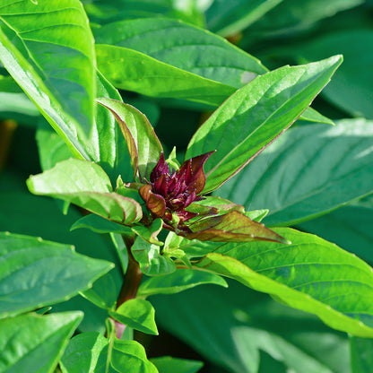 Thai Basil 'Siam Queen' Seeds