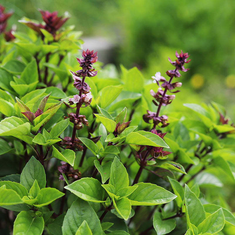 Thai Basil 'Siam Queen' Seeds