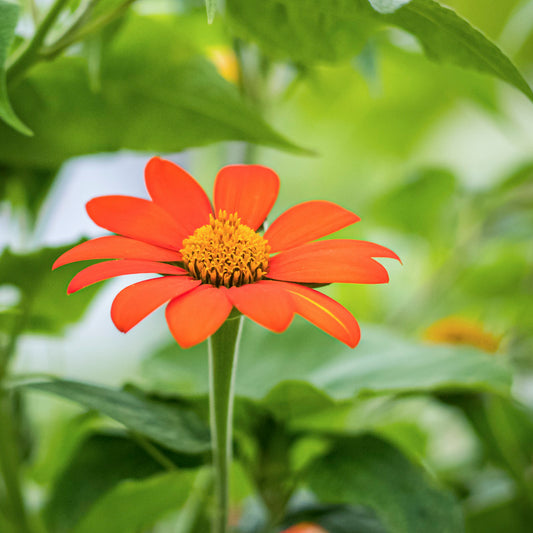 Tithonia 'Torch' Seeds