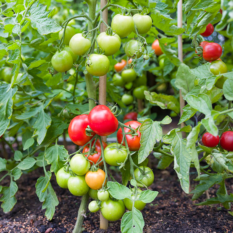 Tomato 'Ailsa Craig' Seeds