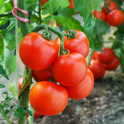 Tomato 'Ailsa Craig' Seeds