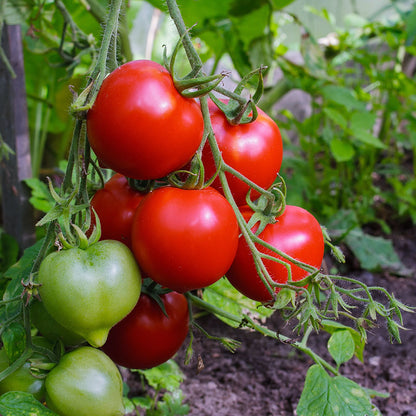 Tomato 'Ailsa Craig' Seeds