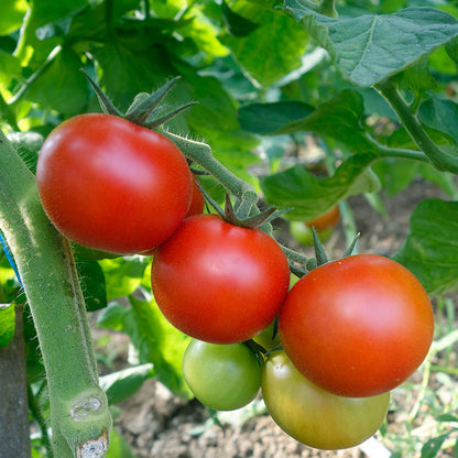 Tomato 'Ailsa Craig' Seeds