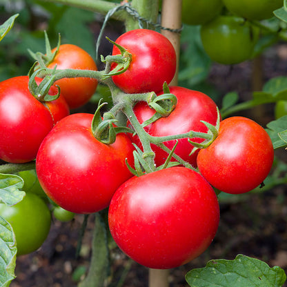 Tomato 'Ailsa Craig' Seeds