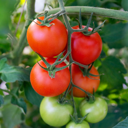 Tomato 'Ailsa Craig' Seeds