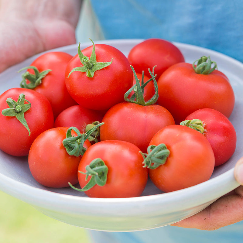 Tomato 'Moneymaker' Seeds – Stocks & Green