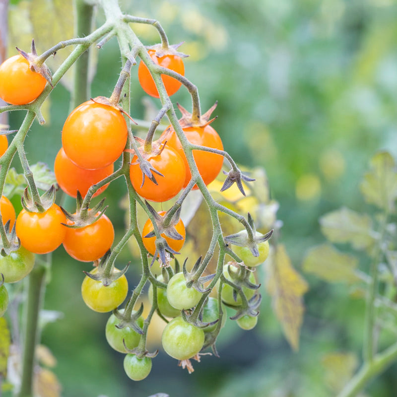 Tomato 'Sungold' Seeds