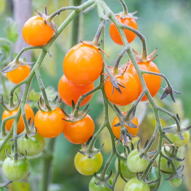 Tomato 'Sungold' Seeds