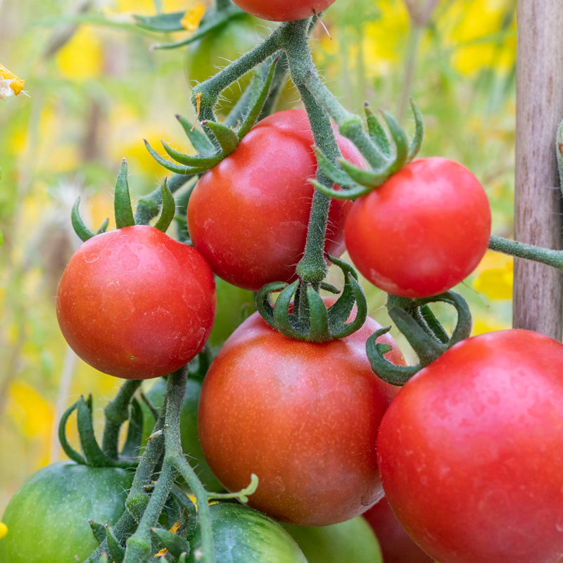 Tomato 'Ailsa Craig' Seeds