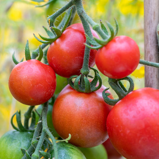 Tomato 'Ailsa Craig' Seeds