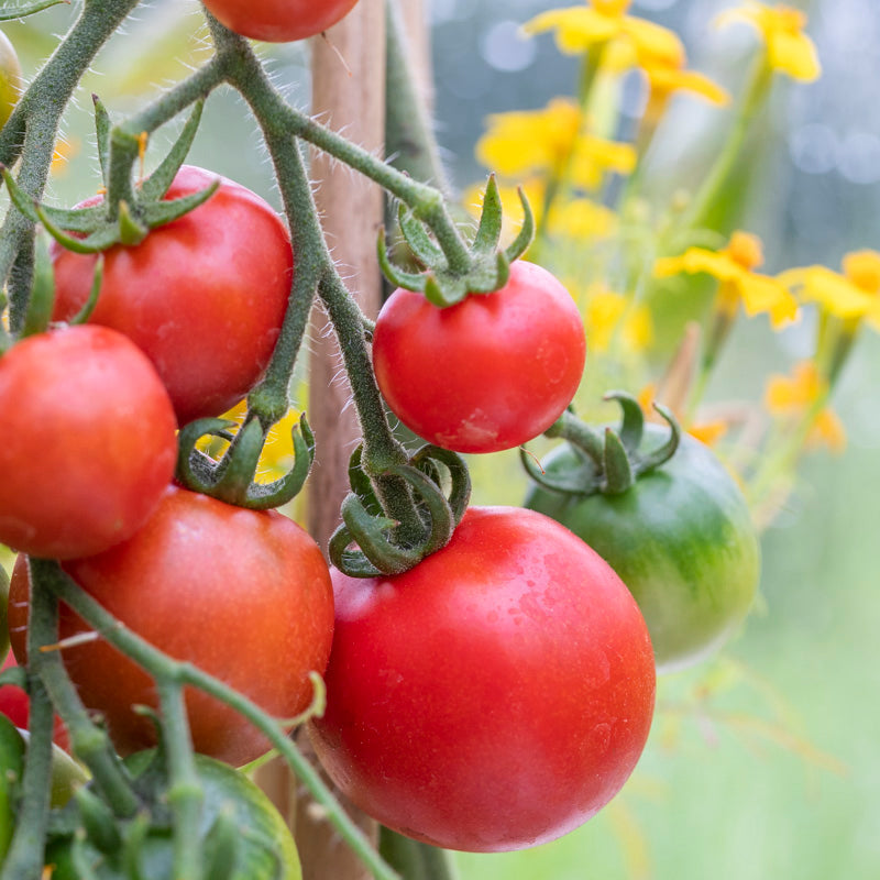 Tomato 'Ailsa Craig' Seeds