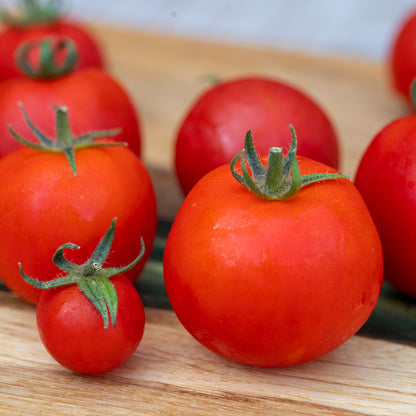 Tomato 'Ailsa Craig' Seeds