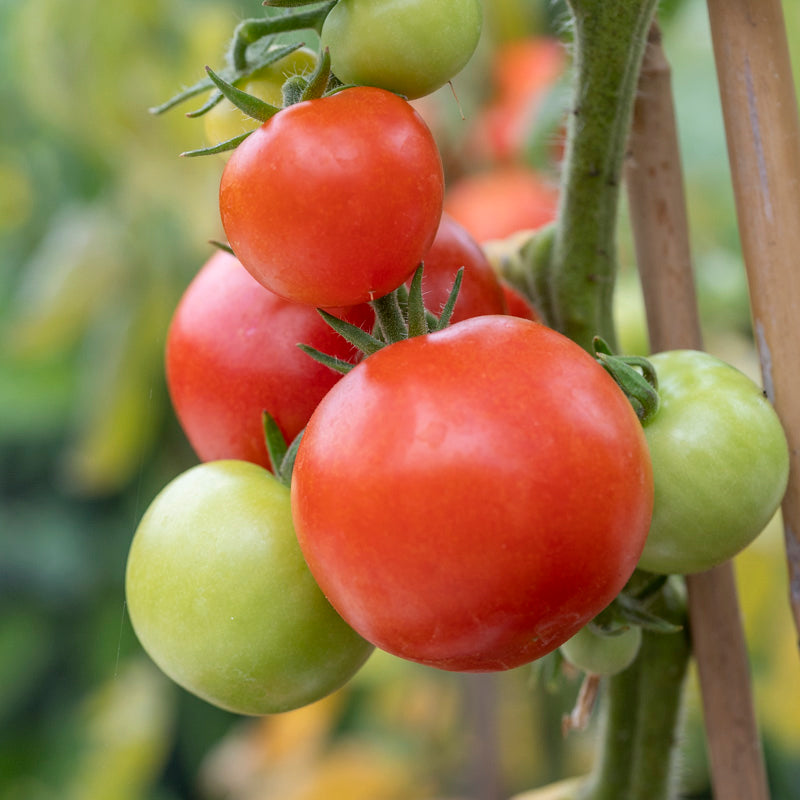 Tomato 'Moneymaker' Seeds