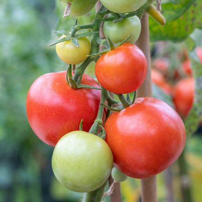 Tomato 'Moneymaker' Seeds