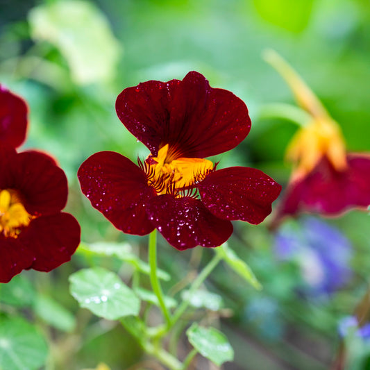 Tropaeolum 'Black Velvet' (Nasturtium) Seeds