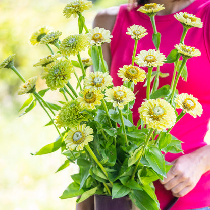 Zinnia elegans 'Envy' Seeds