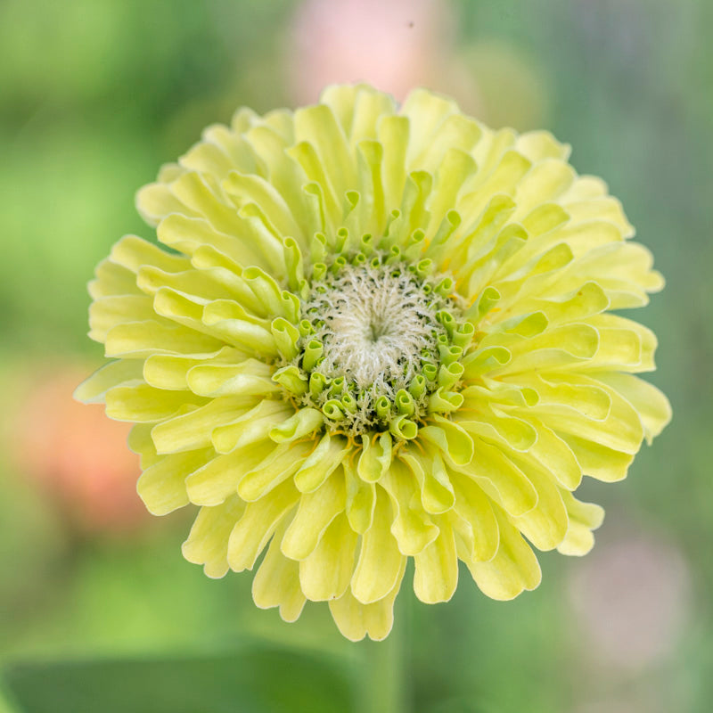 Zinnia elegans 'Envy' Seeds