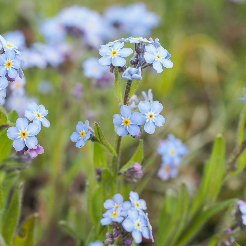 Forget-Me-Not Seeds (Myosotis arvensis) Dainty Blue Flowers for Pollinators  – Pure Seeds
