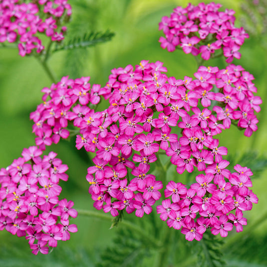 Achillea 'Cerise Queen' Seeds