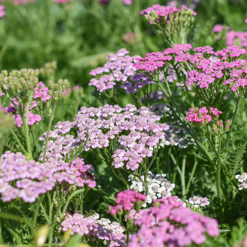 Achillea Summer Pastels Seeds