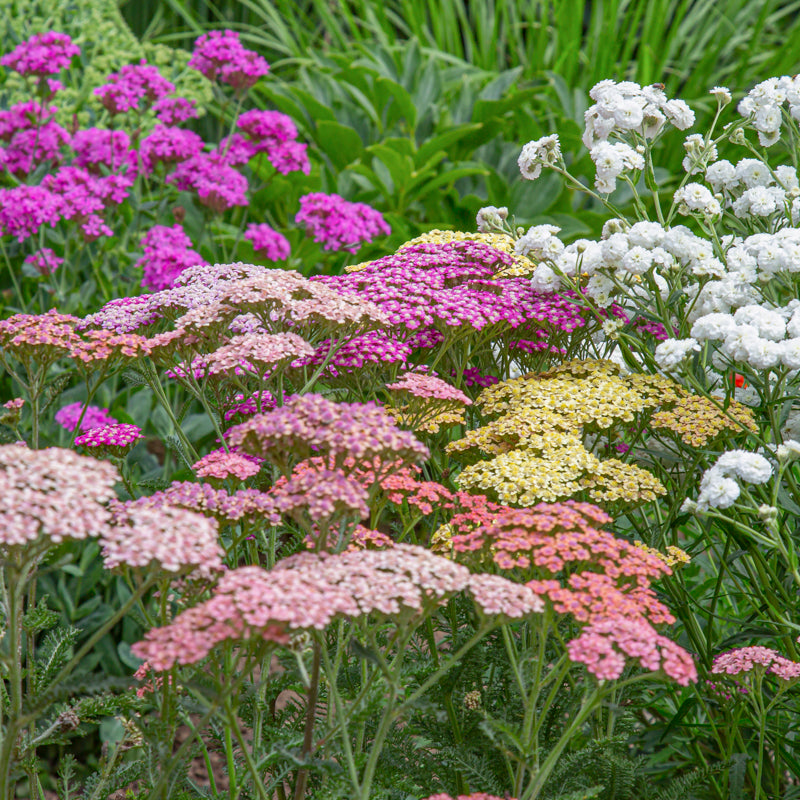 Achillea Summer Pastels Seeds