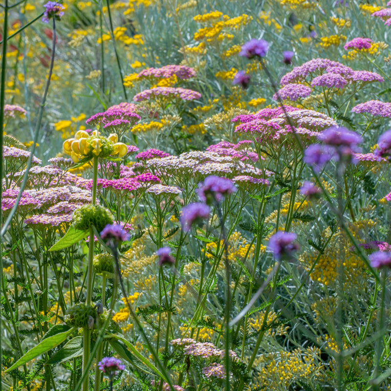 Achillea Summer Pastels Seeds