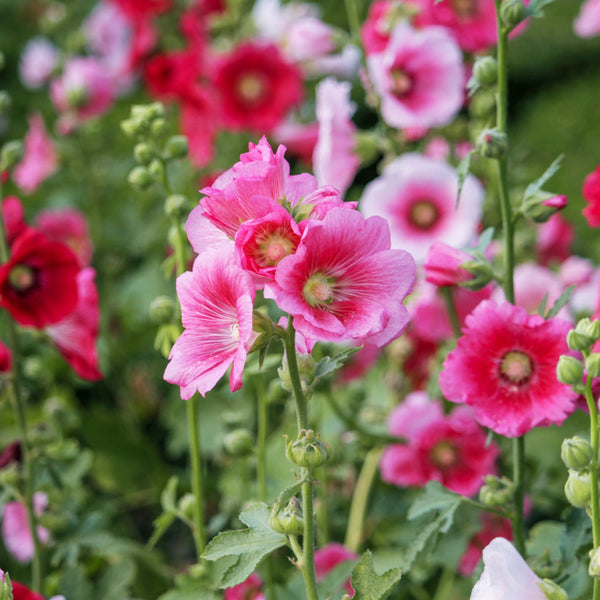 Alcea 'Single Mixed' - Hollyhock Seeds – Stocks & Green