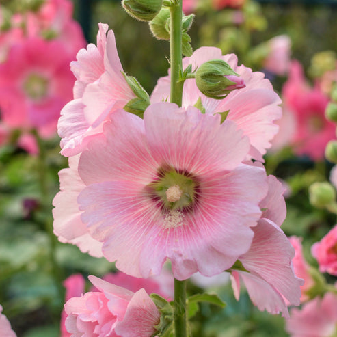 Alcea 'Single Mixed' - Hollyhock Seeds – Stocks & Green