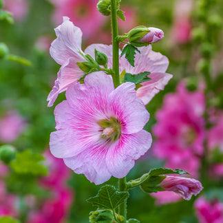 Alcea 'Single Mixed' - Hollyhock Seeds – Stocks & Green