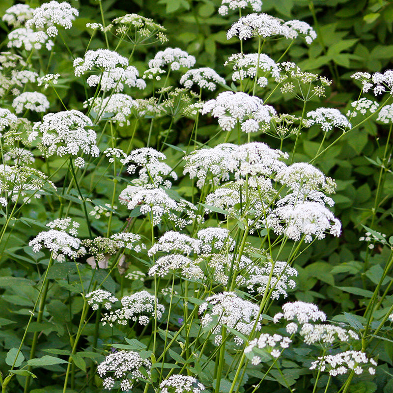 Anthriscus sylvestris - Cow Parsley Seeds – Stocks & Green