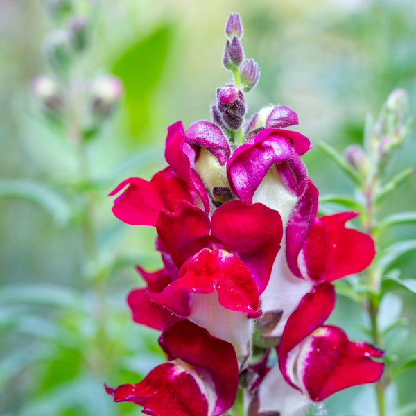 Antirrhinum 'Night and Day' - Snapdragon Seeds – Stocks & Green