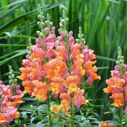 Antirrhinum 'Orange Wonder' Seeds