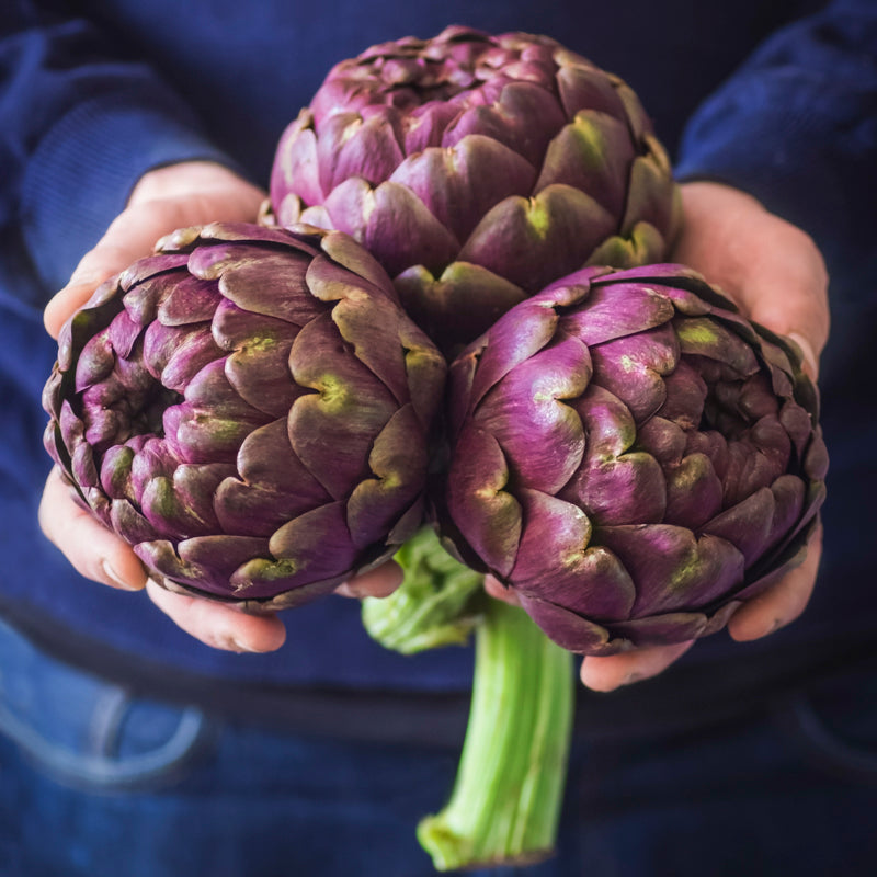 Artichoke 'Violet de Provence' Seeds