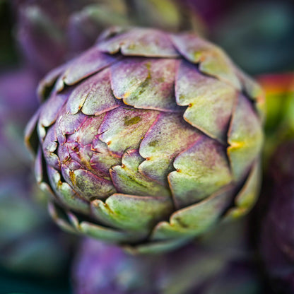 Artichoke 'Violet de Provence' Seeds