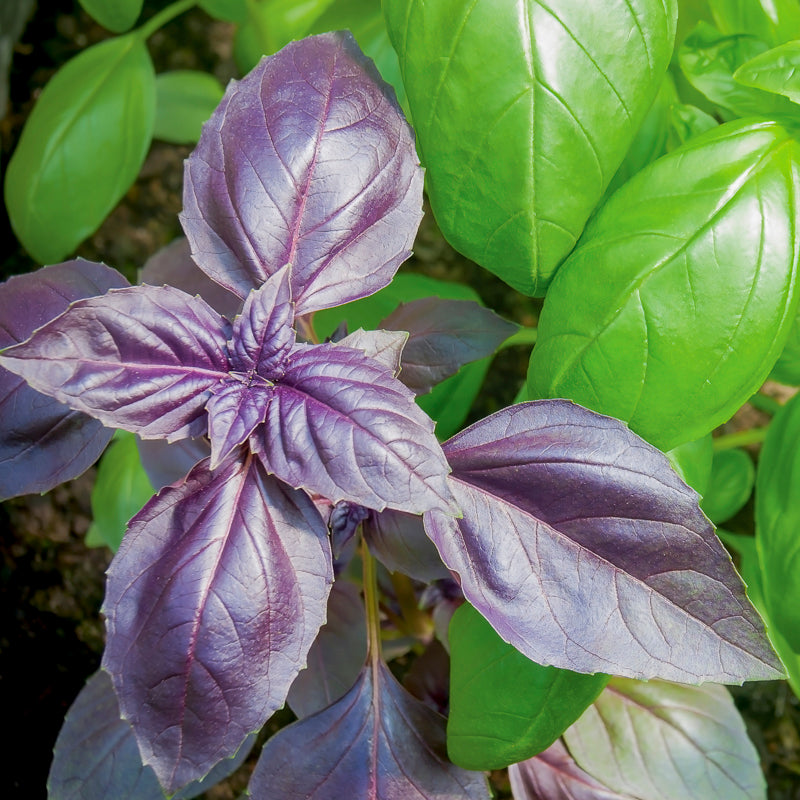 Basil Purple Seeds Stocks Green