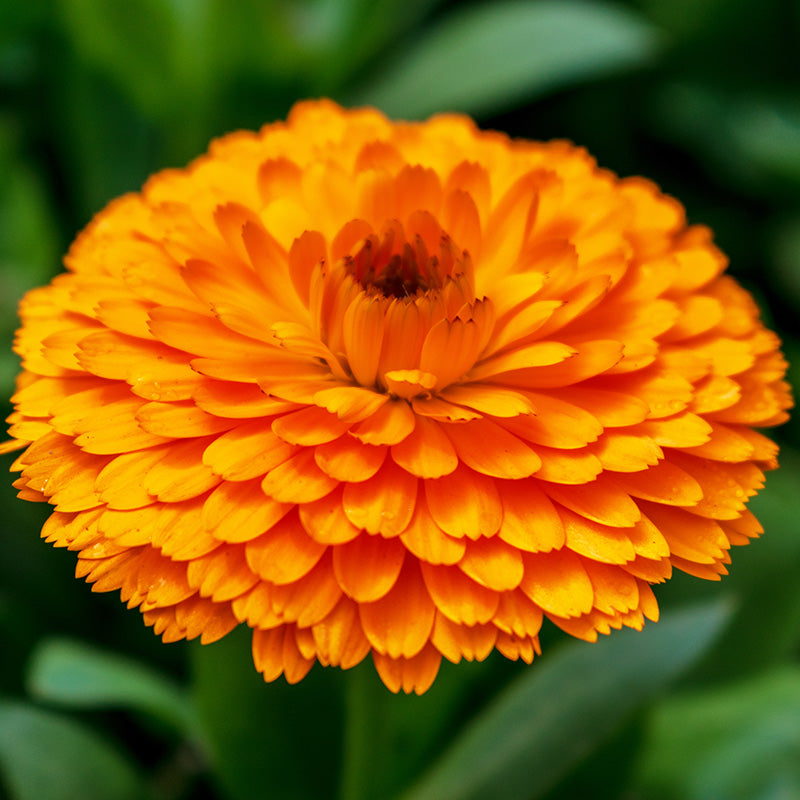 Calendula 'Geisha Girl' Seeds – Stocks & Green