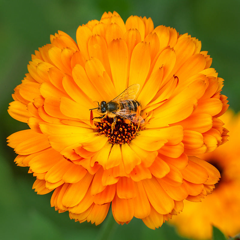 Calendula 'Indian Prince