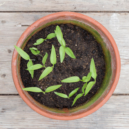 Chilli Jalapeno - Seeds