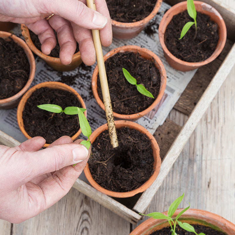 Chilli Jalapeno - Seeds